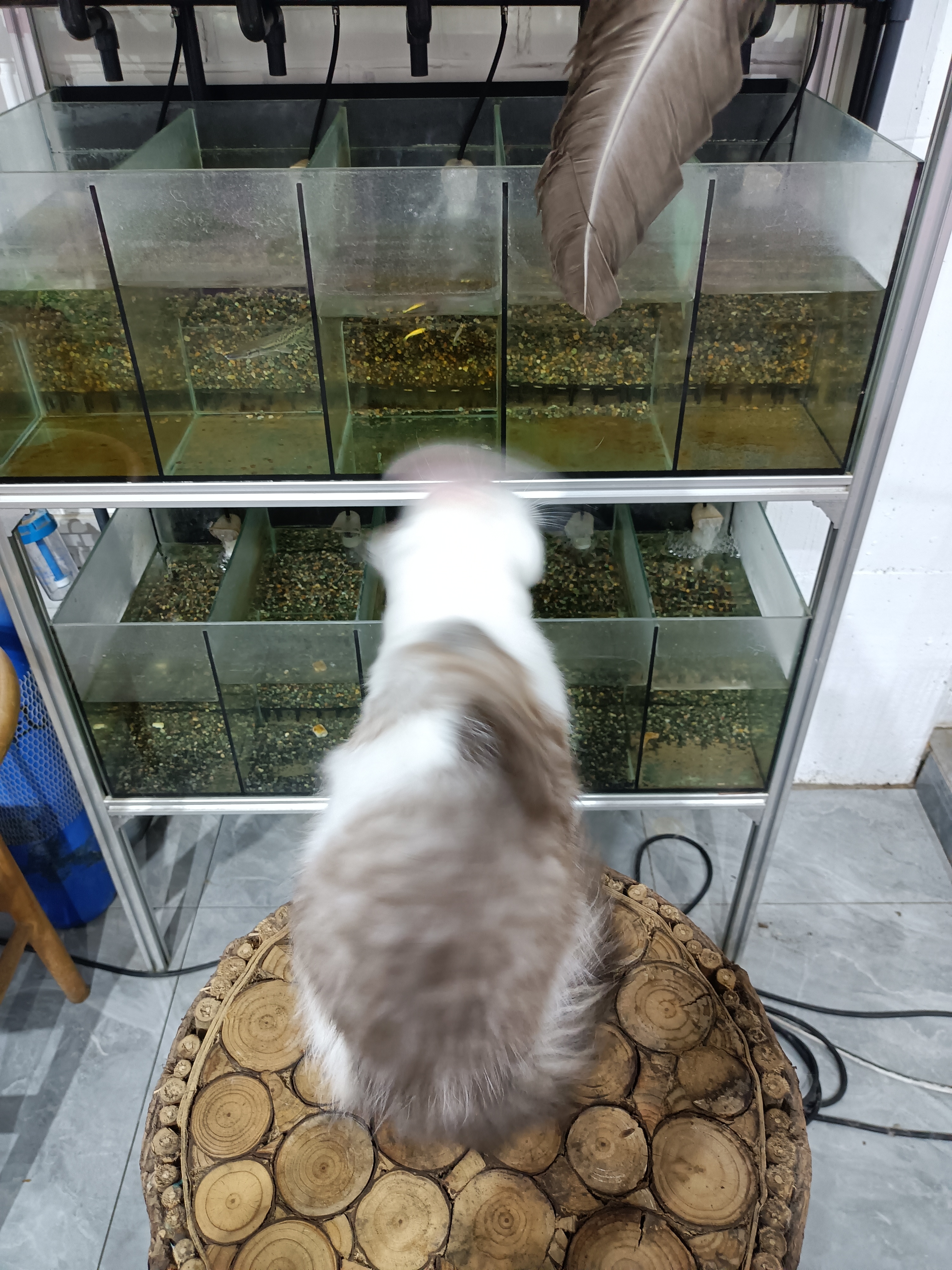 双蓝眼银白缅因猫